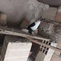 کبوتر|پرنده|تبریز, |دیوار