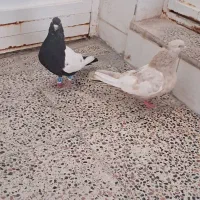کبوتر جفتی