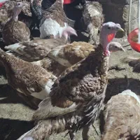 بوقلمون خانگی