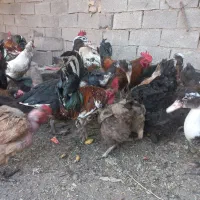 مرغ