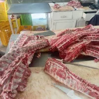 بیخسکار راسته گوسفندی