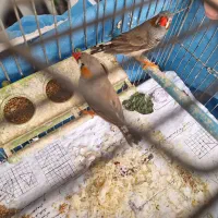 فنچ|پرنده|شیراز, گلدشت معالی‌آباد|دیوار