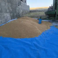 گندم بذری