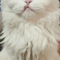 گربه پرشین