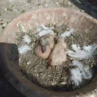 کفتر|پرنده|تهران, خانی آباد نو جنوبی|دیوار