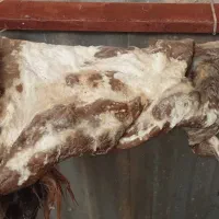 مشک ماشت