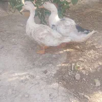 مرغ و اردک