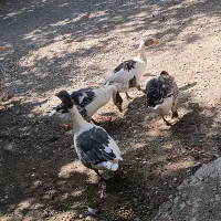 چهار عدد غاز  تخم گذار با مرغ معاوضه میکنم