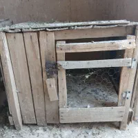جفتکنکبوتر