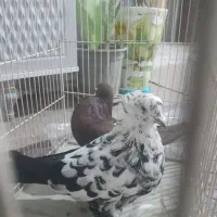 سار دم راعبی سرخ ساده سیاه خال پشت