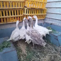 غاز|حیوانات مزرعه|اردبیل, |دیوار