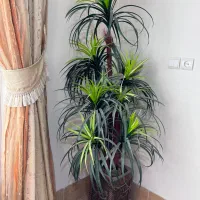 فروش درختچه مصنوعی