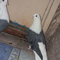 چهار جفت کفتر خوشگل