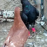 2تاجوجه دم سفید نر عاس تمیز