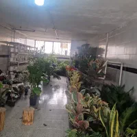 تغییر مکان گلفروشی لیلیوم با گلهای جدید و زیبا