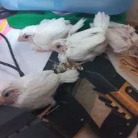 جفت فنچ بنگالی مولد سر تخم و جوجه
