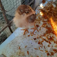 جوجه