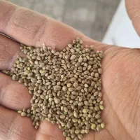 شاهدانه ریز