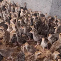 فروش جوجه بوقلمون یکماهه