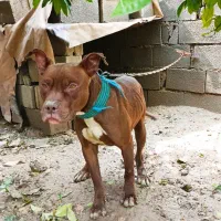 پیتبول ۳ساله