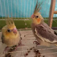 3 تا جوجه عروس هلندی دونه خور