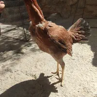 نیمچه لاری