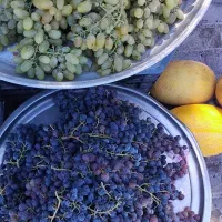 شاخه انگور