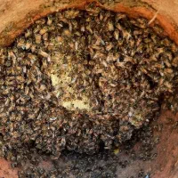 زنبور سبدی پرجمعیت