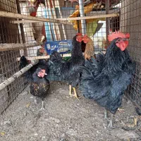 مرغ و خروس