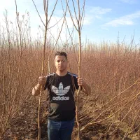 فروش استثنایی نهال شروع شد