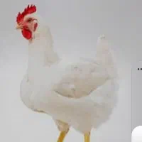 کارگر زن و مرد