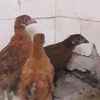 فریح