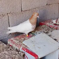 کبوتر