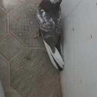 ۴ تا نر رنگی