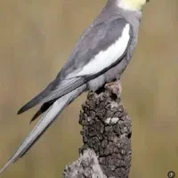 عروس