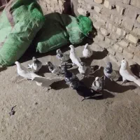 کفتر پرشی کارد درست