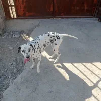 سگ دالمیش شکاری معاوضه