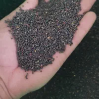 دانه کلزا(روغن گیری)