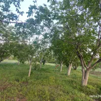 باغ گردو ساوه اردمین