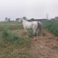 اسب غزل|اسب و تجهیزات اسبسواری|نوکنده, |دیوار