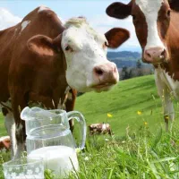 نوبر چاق سیمینتال درجه یک یک بدون چربی بدون شکم