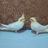 جوجه عروس هلندی