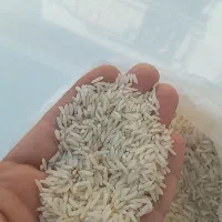 برنج طارم هاشمی فریدونکنار