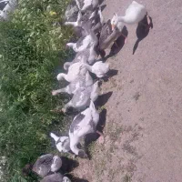 پرنده بال دار