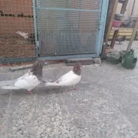 یکجفت کفتر کله دار کاکلی کاشانی پرشی