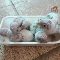 7تا جوجه گرینچیک سرلاکی ازپدرومادر دبل رد