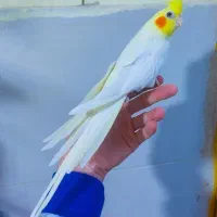 طوطی عروس سخنگو باقفس