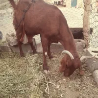 مری اصل