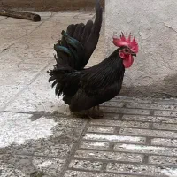 مرغ و خروس جاپنیز