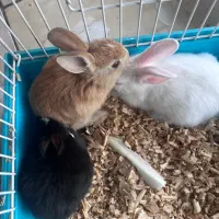 خرگوش